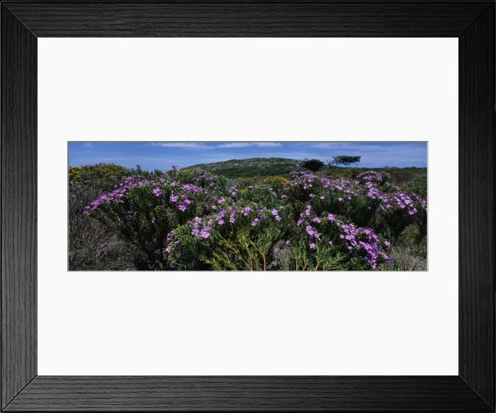 Framed Print : DDE-90021991 Framed Print : DDE-90021991