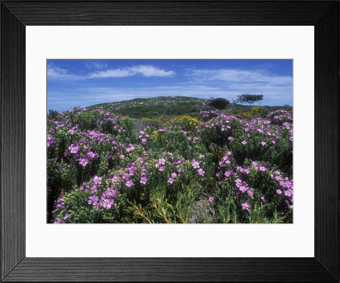 Framed Print : DDE-90021992 Framed Print : DDE-90021992