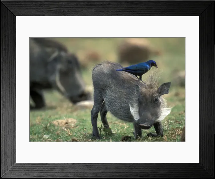 Framed Print : DDE-90021994 Framed Print : DDE-90021994