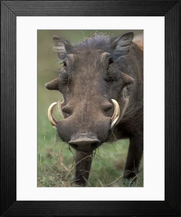 Framed Print : DDE-90021995 Framed Print : DDE-90021995