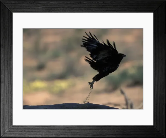 Framed Print : DDE-90021997 Framed Print : DDE-90021997