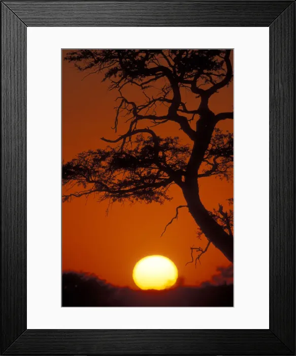Framed Print : DDE-90021998 Framed Print : DDE-90021998