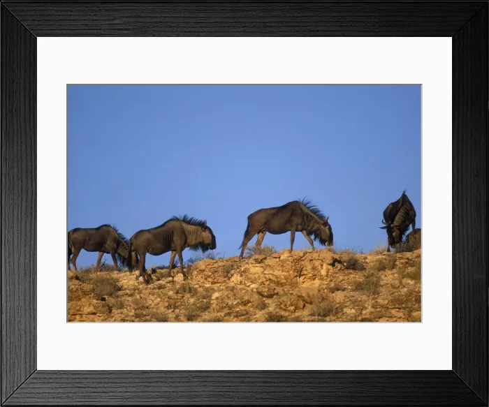 Framed Print : DDE-90021999