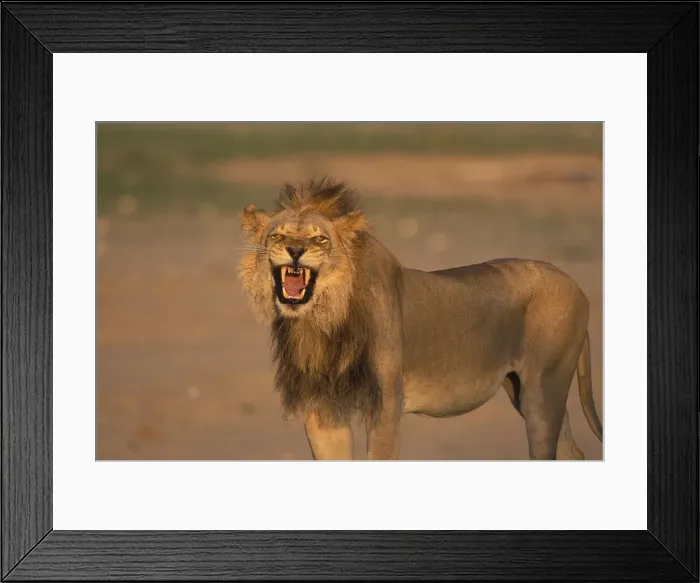 Framed Print : DDE-90021996 Framed Print : DDE-90021996