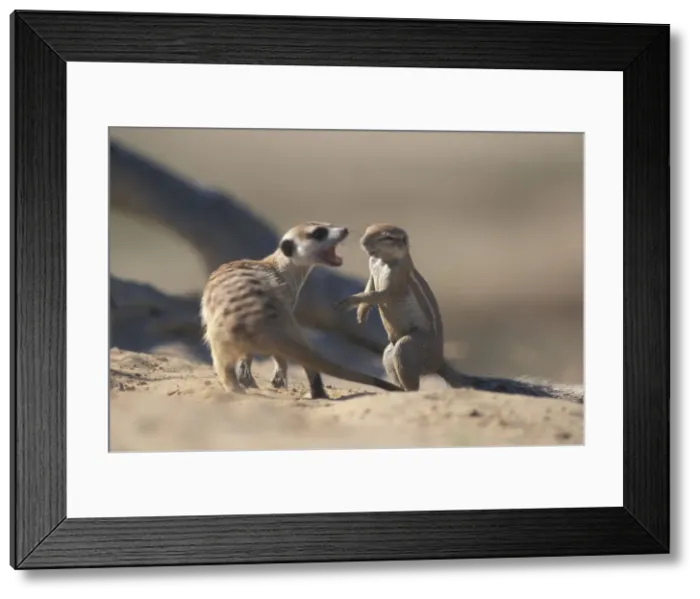 Framed Print : DDE-90022003 Framed Print : DDE-90022003