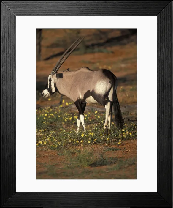 Framed Print : DDE-90022004 Framed Print : DDE-90022004
