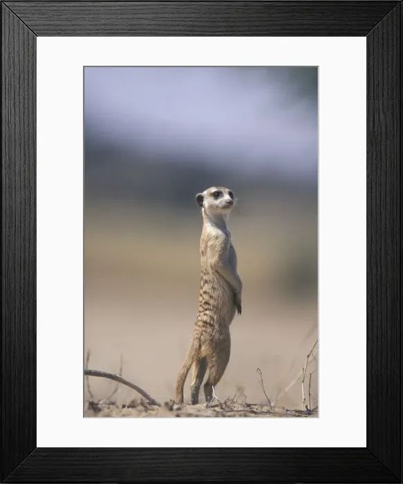 Framed Print : DDE-90022002 Framed Print : DDE-90022002