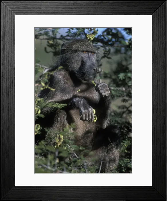 Framed Print : DDE-90022006 Framed Print : DDE-90022006