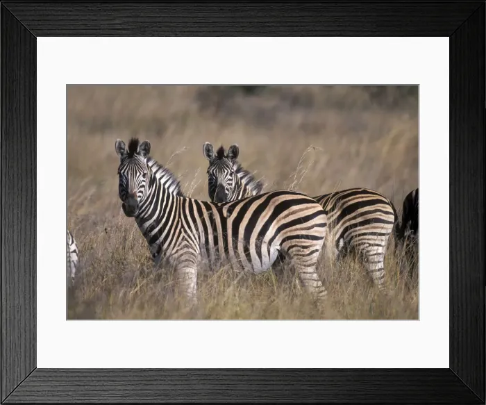 Framed Print : DDE-90022007 Framed Print : DDE-90022007