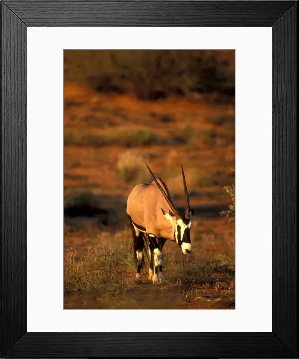 Framed Print : DDE-90022005 Framed Print : DDE-90022005