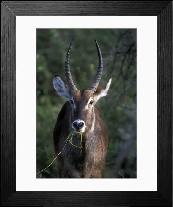 Framed Print : DDE-90022009 Framed Print : DDE-90022009