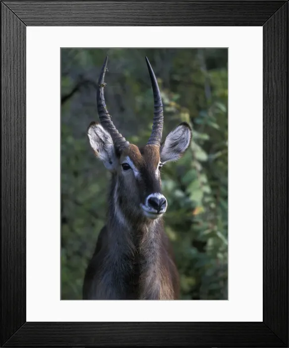 Framed Print : DDE-90022010 Framed Print : DDE-90022010