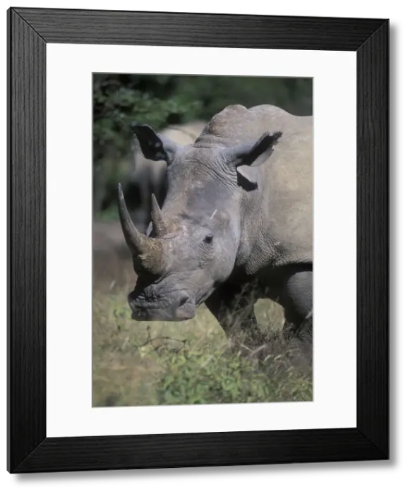 Framed Print : DDE-90022011 Framed Print : DDE-90022011