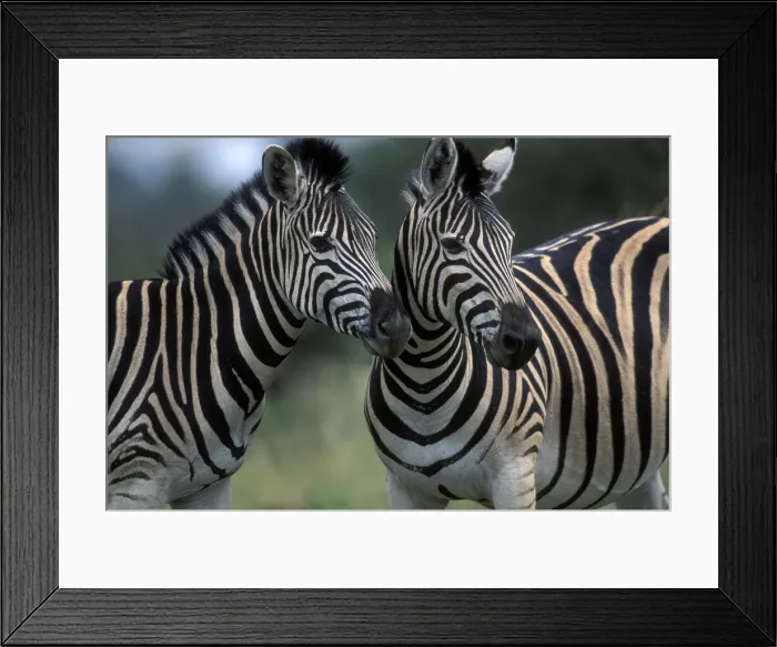 Framed Print : DDE-90022008 Framed Print : DDE-90022008