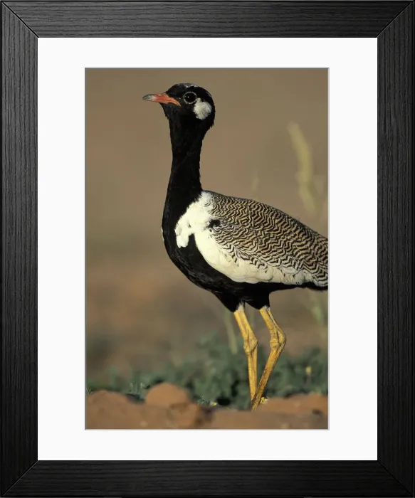 Framed Print : DDE-90022012 Framed Print : DDE-90022012