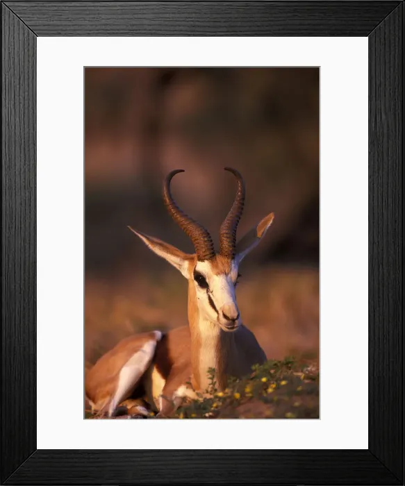 Framed Print : DDE-90022013 Framed Print : DDE-90022013