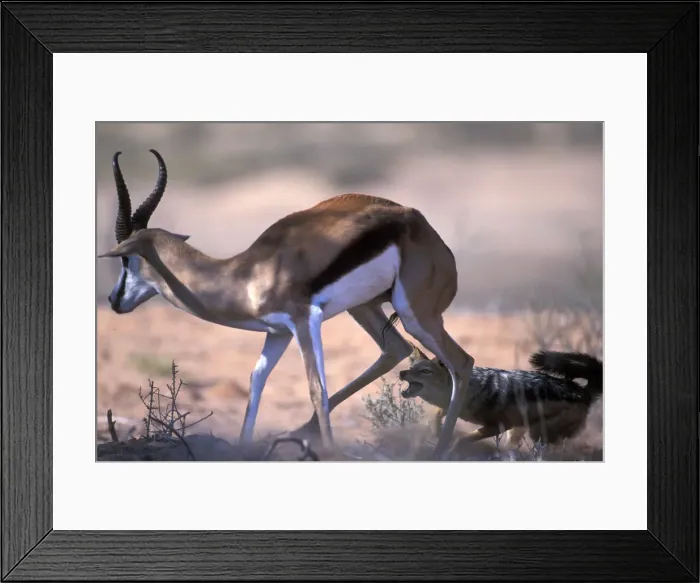 Framed Print : DDE-90022014 Framed Print : DDE-90022014