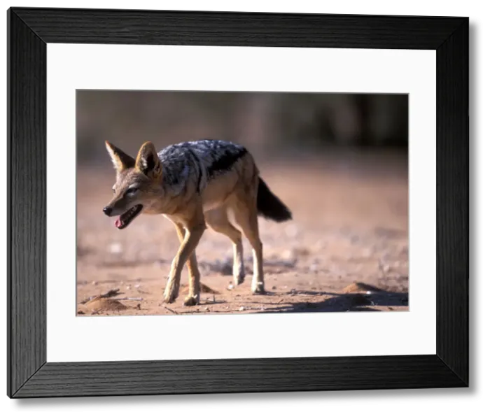 Framed Print : DDE-90022016 Framed Print : DDE-90022016