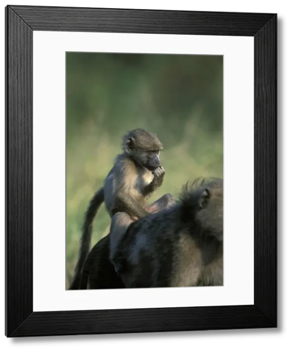 Framed Print : DDE-90022017 Framed Print : DDE-90022017
