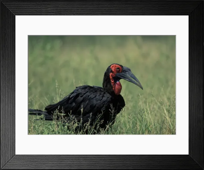 Framed Print : DDE-90022018 Framed Print : DDE-90022018