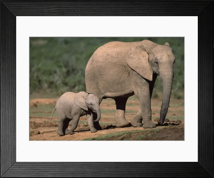 Framed Print : DDE-90022019 Framed Print : DDE-90022019