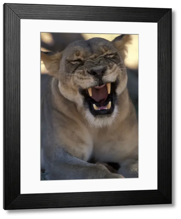 Framed Print : DDE-90022015 Framed Print : DDE-90022015