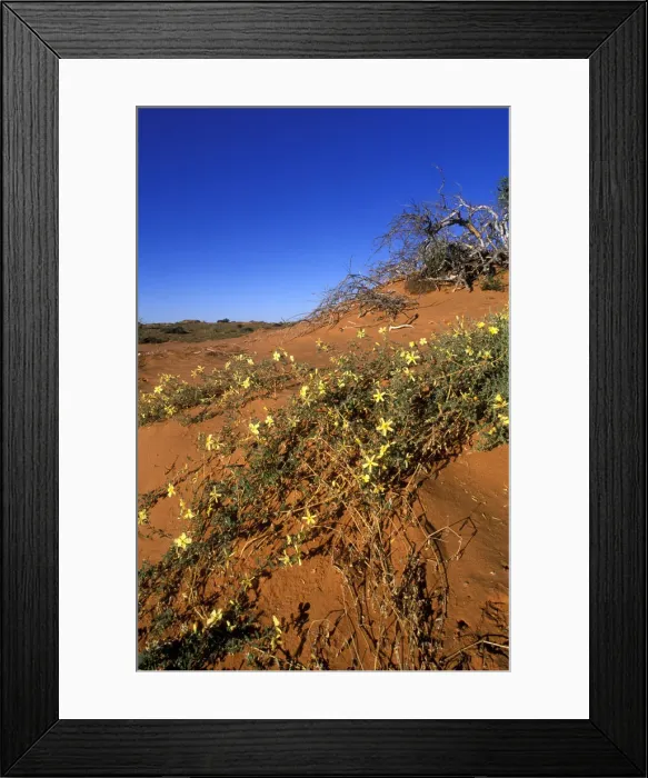Framed Print : DDE-90022021 Framed Print : DDE-90022021