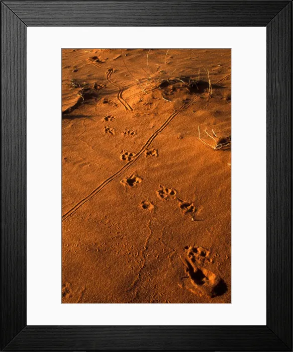 Framed Print : DDE-90022020 Framed Print : DDE-90022020