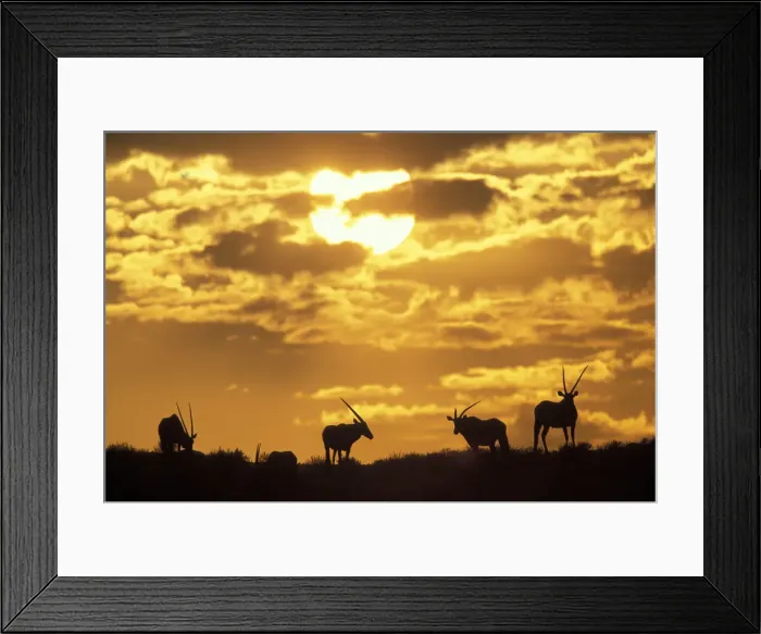 Framed Print : DDE-90022023 Framed Print : DDE-90022023
