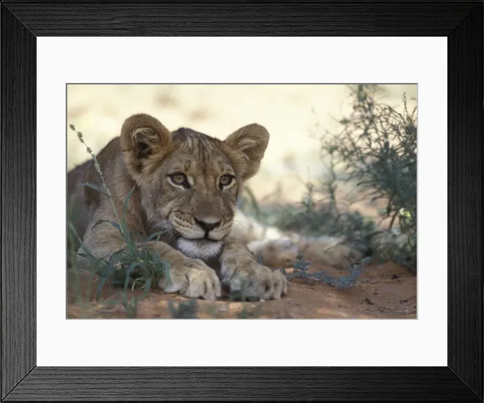 Framed Print : DDE-90022022 Framed Print : DDE-90022022