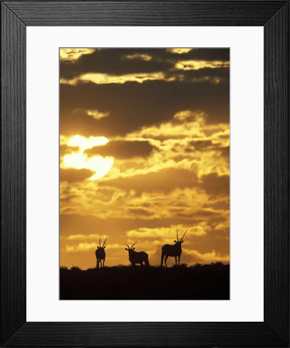 Framed Print : DDE-90022024 Framed Print : DDE-90022024