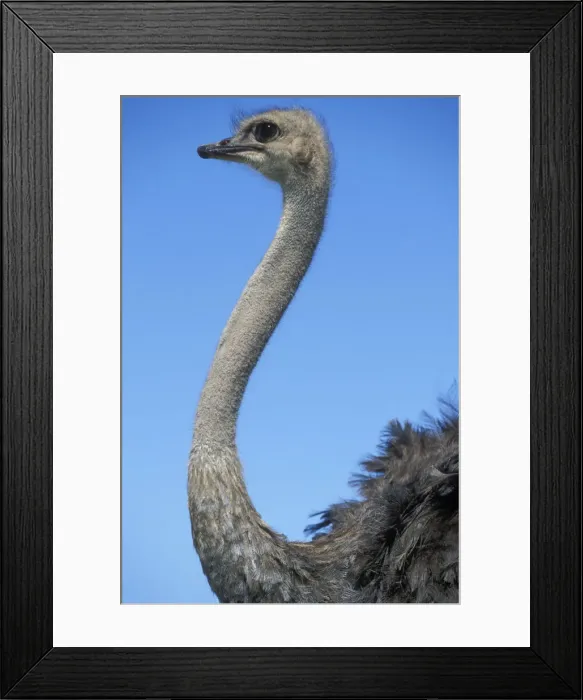 Framed Print : DDE-90022027 Framed Print : DDE-90022027
