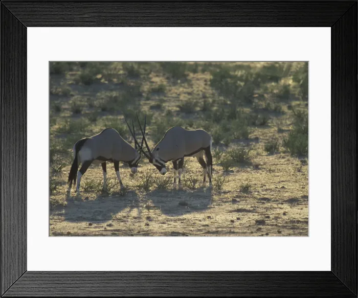Framed Print : DDE-90022025 Framed Print : DDE-90022025