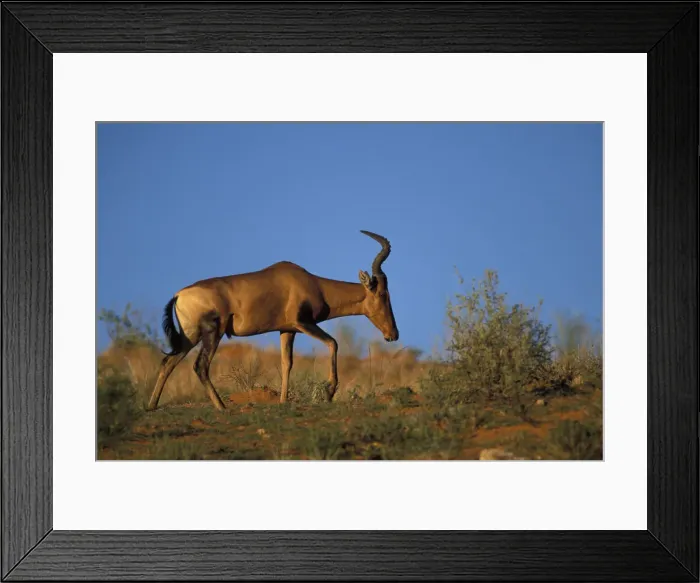 Framed Print : DDE-90022028 Framed Print : DDE-90022028