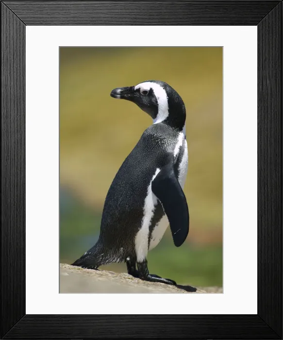 Framed Print : DDE-90022032 Framed Print : DDE-90022032
