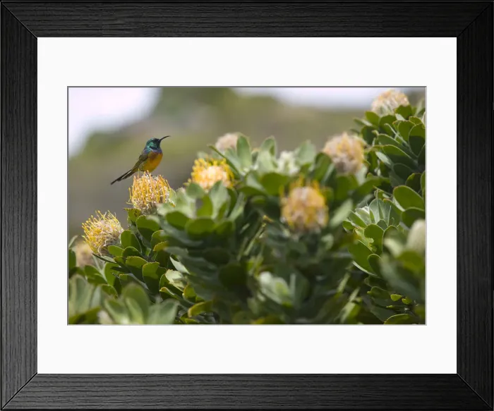 Framed Print : DDE-90022033 Framed Print : DDE-90022033