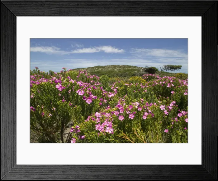 Framed Print : DDE-90022034