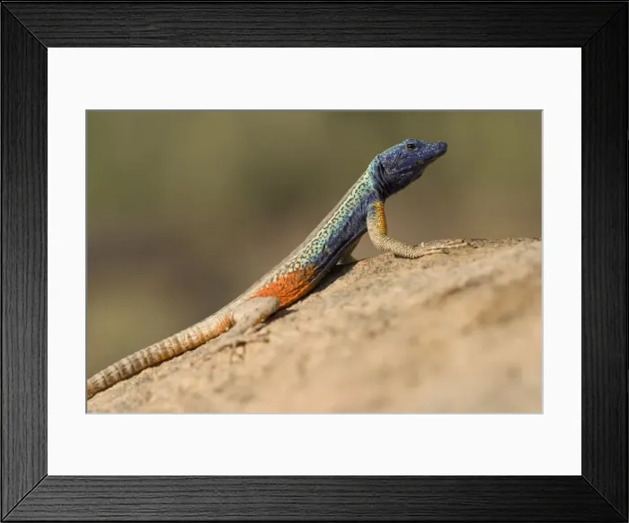 Framed Print : DDE-90022036 Framed Print : DDE-90022036