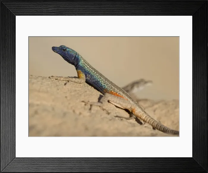 Framed Print : DDE-90022037 Framed Print : DDE-90022037