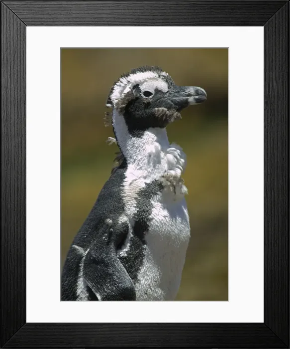 Framed Print : DDE-90022035 Framed Print : DDE-90022035