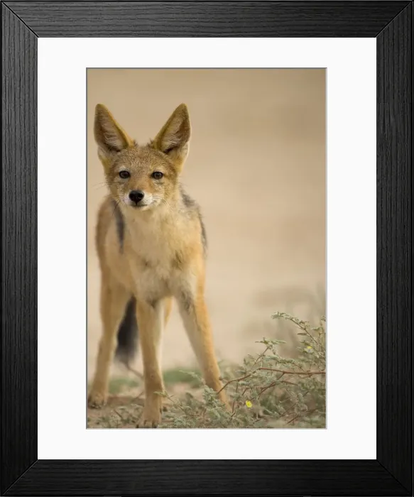 Framed Print : DDE-90022039 Framed Print : DDE-90022039