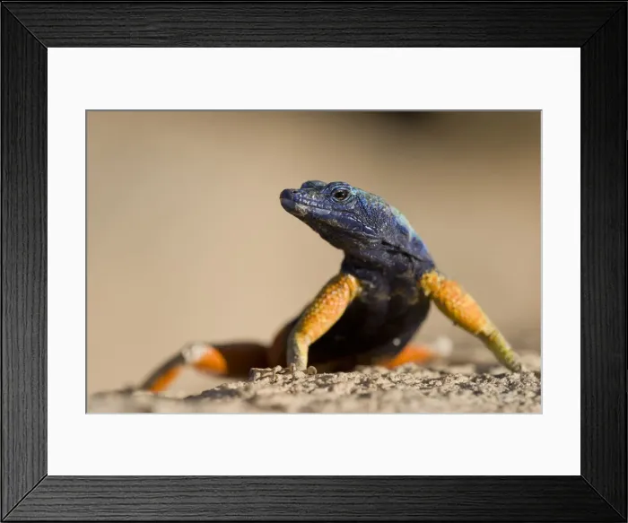 Framed Print : DDE-90022038 Framed Print : DDE-90022038