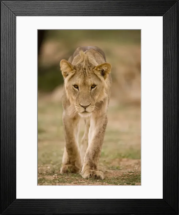Framed Print : DDE-90022041 Framed Print : DDE-90022041
