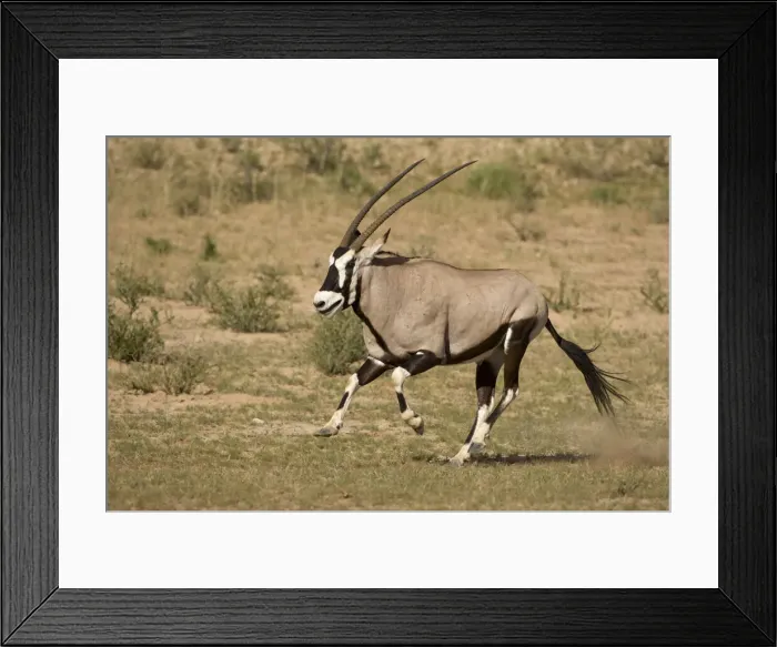 Framed Print : DDE-90022042 Framed Print : DDE-90022042