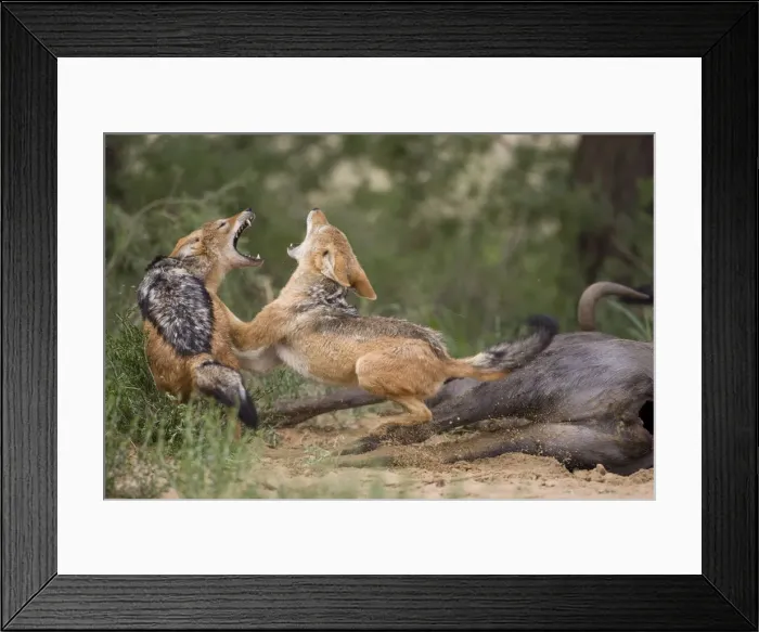 Framed Print : DDE-90022040 Framed Print : DDE-90022040