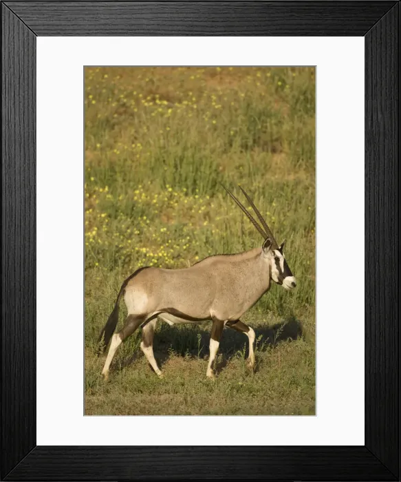 Framed Print : DDE-90022044 Framed Print : DDE-90022044