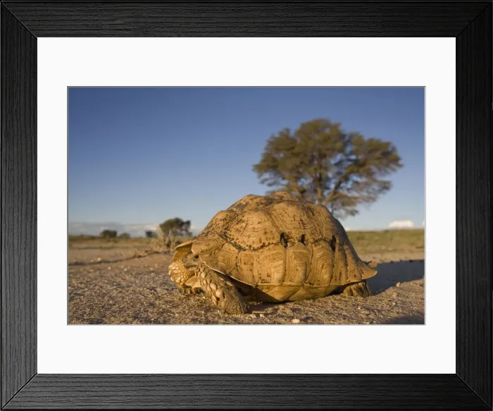 Framed Print : DDE-90022045 Framed Print : DDE-90022045
