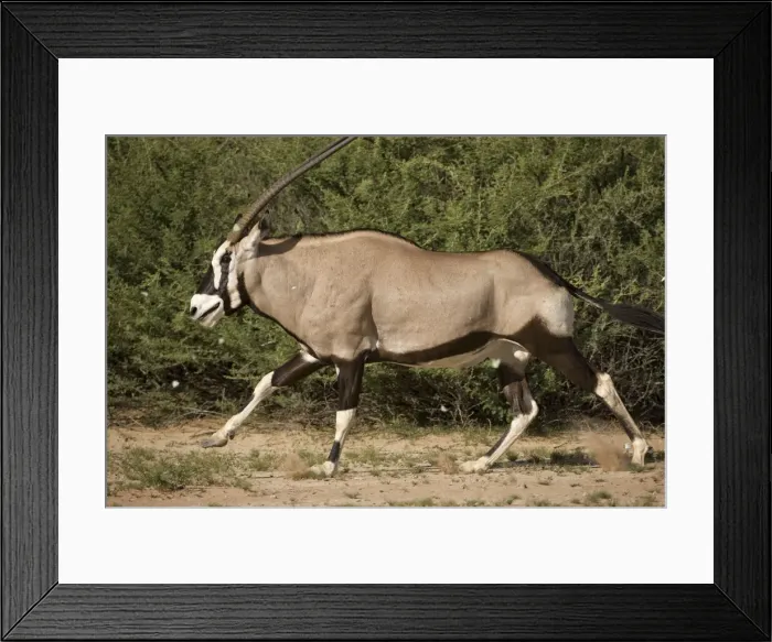 Framed Print : DDE-90022043 Framed Print : DDE-90022043