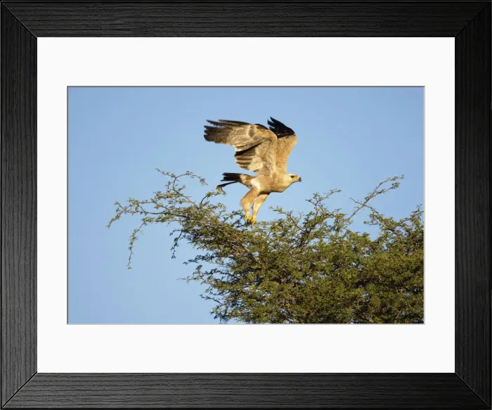 Framed Print : DDE-90022047 Framed Print : DDE-90022047