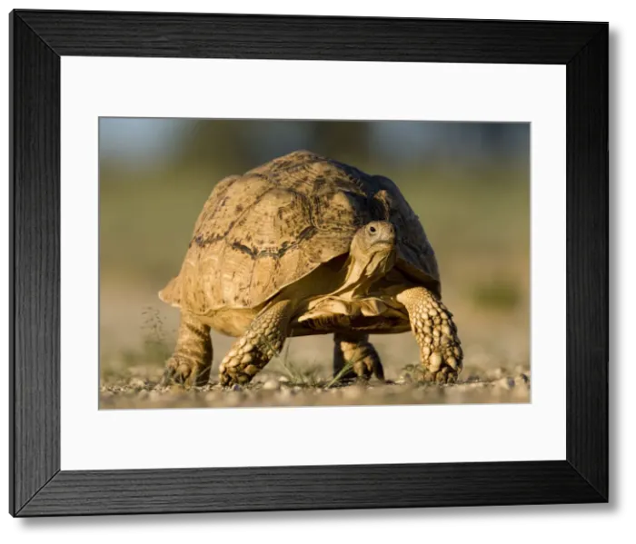 Framed Print : DDE-90022046 Framed Print : DDE-90022046